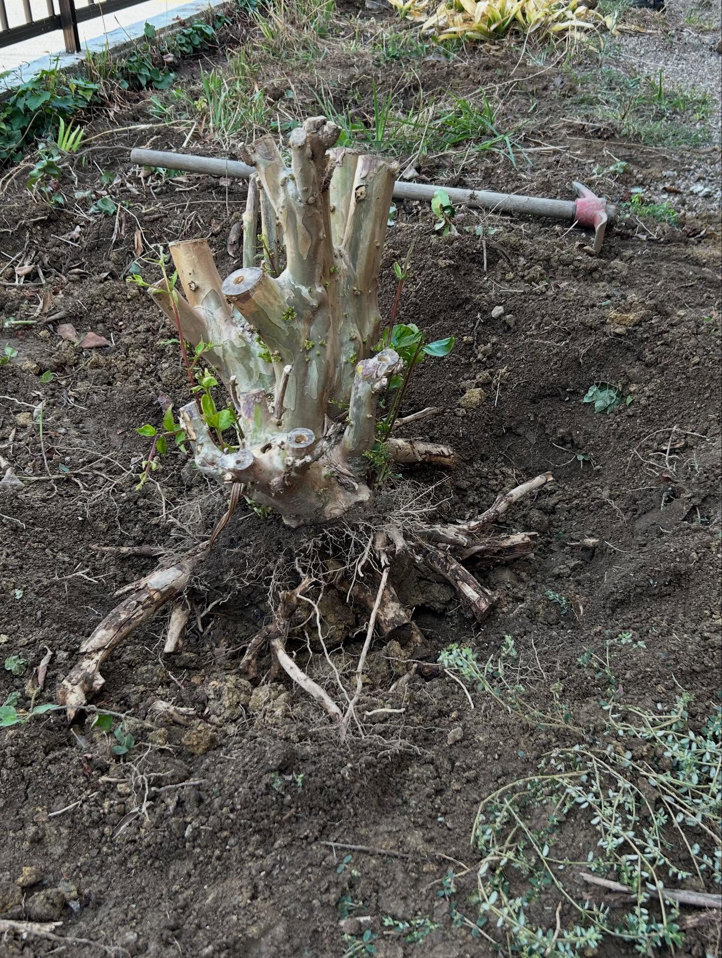 🌳✨【抜根作業でお庭スッキリ！】✨🌳