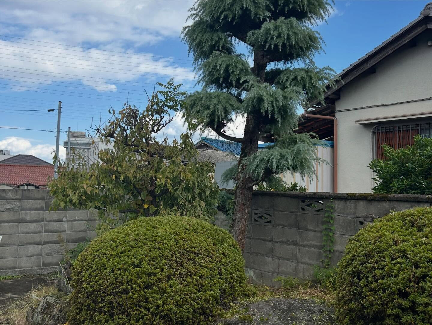 泉佐野市で植木剪定を行いました🌿