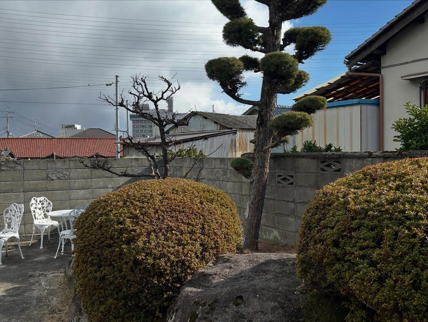 泉佐野市で植木剪定を行いました🌿